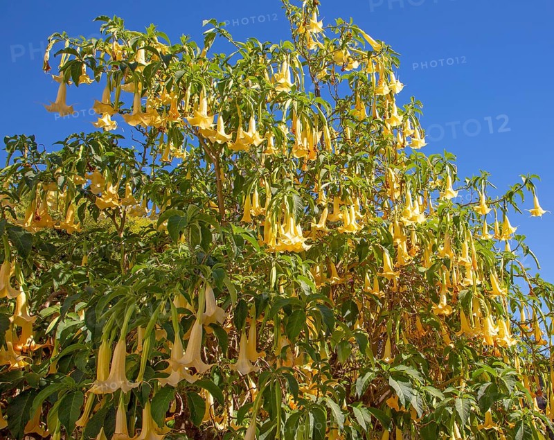Yellow trumpet flowers of Brugmansia plant, Learn Angel Trumpet Tree, growing in public park in