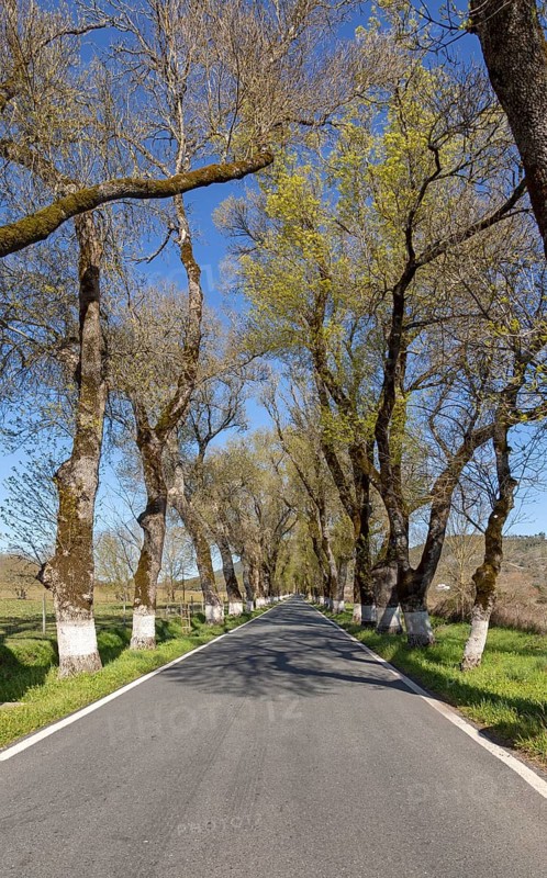 Iconic road through grove of ash trees with whitewashed bases of their trunks, Fraxinus angustifolia, near Portagem, Alto Alentejo, Portugal, Southern Europe, Europe