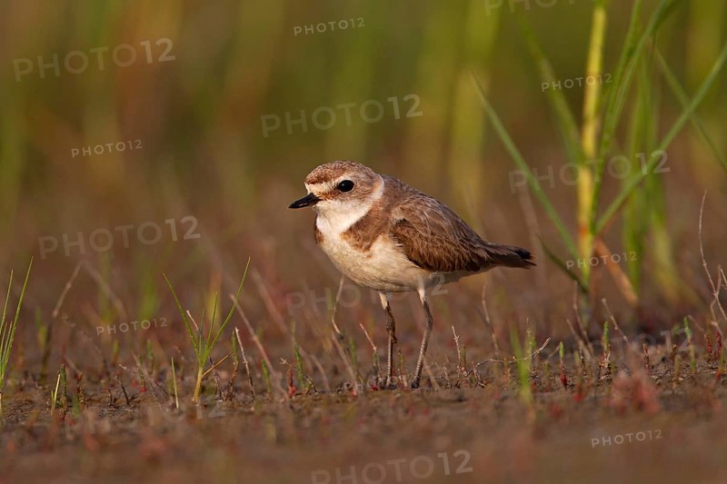 Kentish plover (Charadrius alexandrinus) female, Danube Delta Biosphere Reserve, Romania, Europe