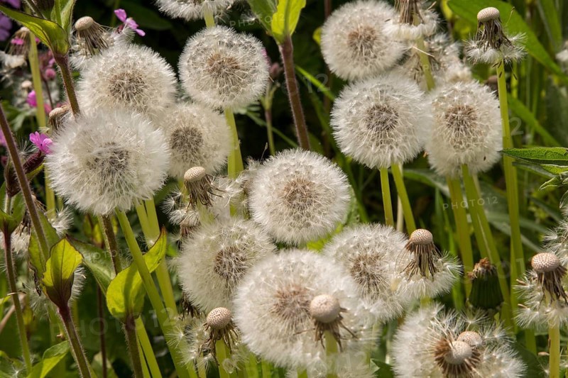 Close up, dandelion seed heads, Taraxacum, chalk upland grassland Salisbury Plain, near Tilshead, Wiltshire, England, UK