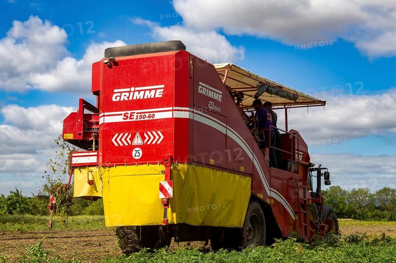 Agriculture harvest of industrial potatoes in the Palatinate. In contrast to table potatoes, these potatoes are processed into crisps, French fries, etc. (Schifferstadt, Germany, 08/07/2022), Europe