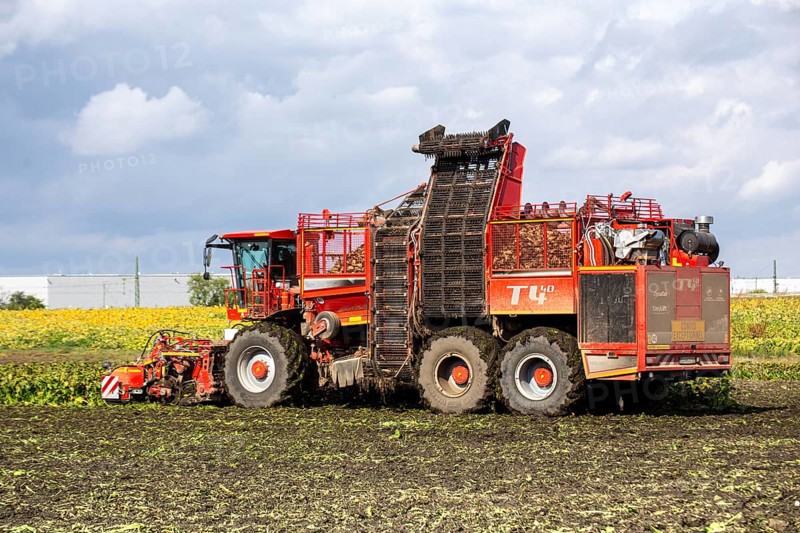 Sugar beet harvest in the Palatinate: The large mountains full of sugar beet at the edge of the field can be seen everywhere in autumn. A few days after the harvest, these sugar beets are loaded into the trailer of a lorry by a beet mouse and driven to the sugar beet factory in Offstein