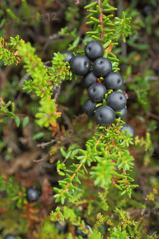 Black crowberry (Empetrum nigrum), berries, fruits, detail, fruits, nature photography, black bog, raised bog, biosphere reserve, UNESCO, low mountain range, Bavaria, Rhoen, Germany, Europe