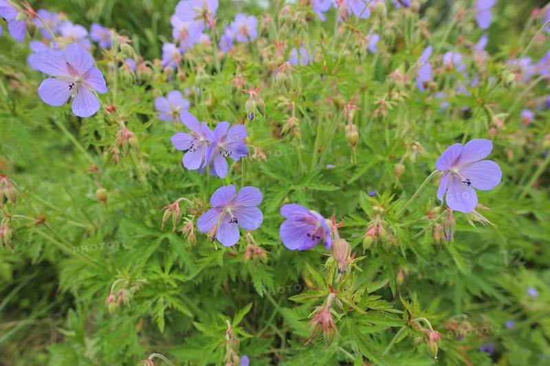 Meadow cranesbill (Geranium pratense), Ostheim, Bavaria, Rhoen, Germany, Europe