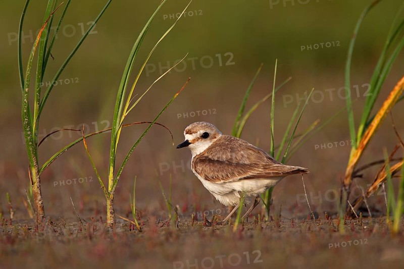 Kentish plover (Charadrius alexandrinus) female, Danube Delta Biosphere Reserve, Romania, Europe