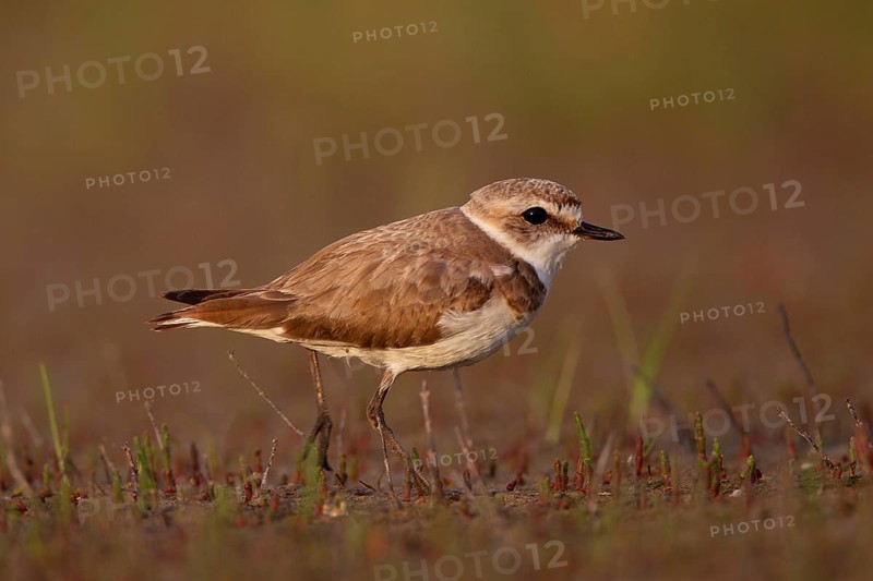 Kentish plover (Charadrius alexandrinus) female, Danube Delta Biosphere Reserve, Romania, Europe