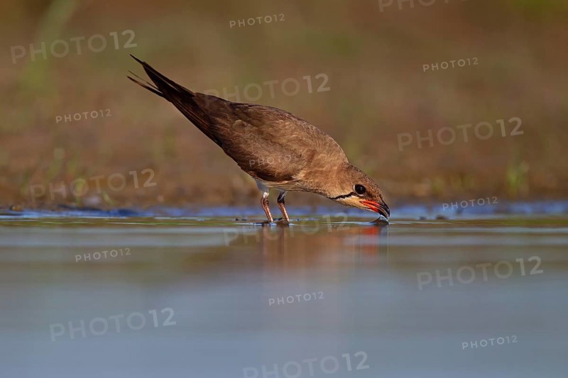 Collared pratincole (Glareola pratincola) drinking water, Danube Delta Biosphere Reserve, Romania, Europe