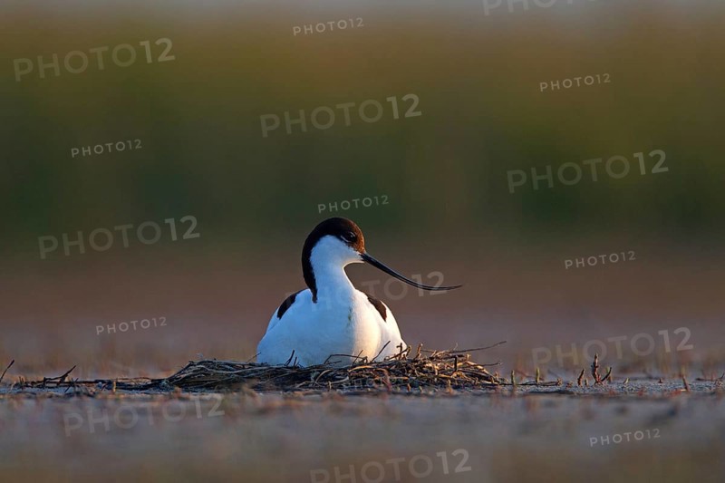 Black-capped avocet (Recurvirostra avosetta) adult bird on nest, Danube Delta Biosphere Reserve, Romania, Europe