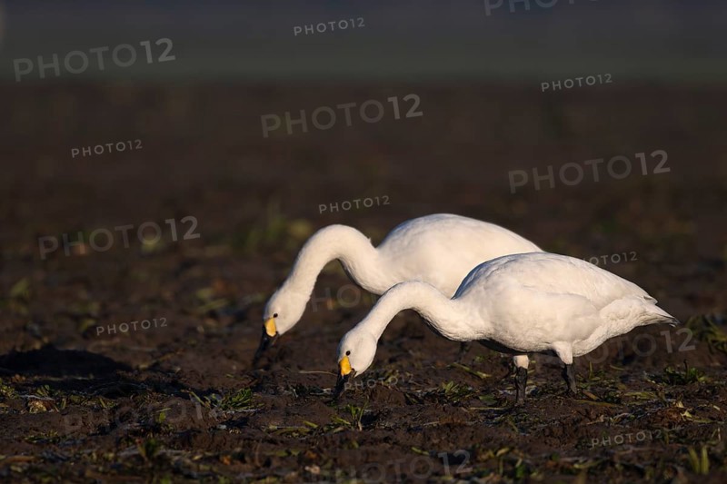 Tundra Swan, Texel, Netherlands