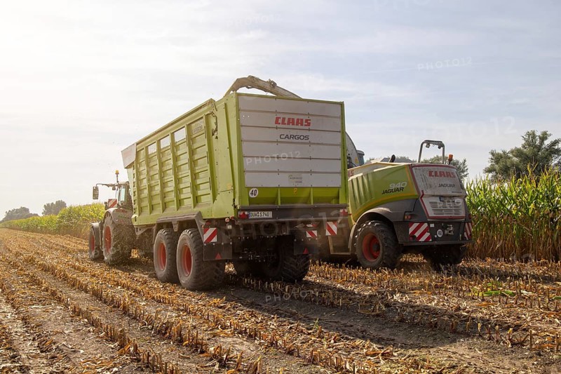 Rhineland-Palatinate, Germany: Maize harvesting (maize chopping) for the Alexanderhof biogas plant in Hochdorf-Assenheim