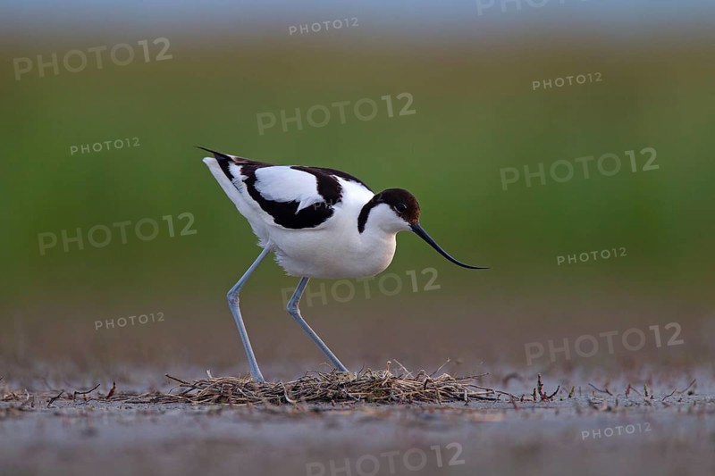 Black-capped avocet (Recurvirostra avosetta) Old bird over clutch, Danube Delta Biosphere Reserve, Romania, Europe