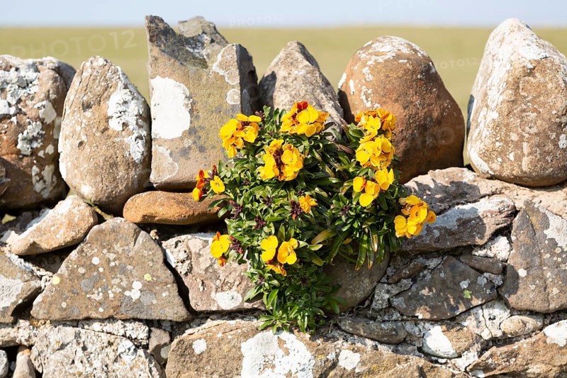 Yellow flowers of wallflower plant, Erysimum cheiri, growing on dry stone wall, Holy Island, England, UK