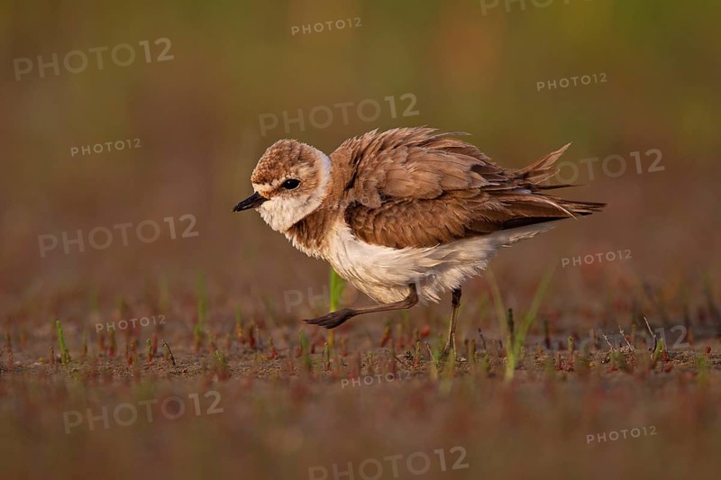 Kentish plover (Charadrius alexandrinus) female, Danube Delta Biosphere Reserve, Romania, Europe