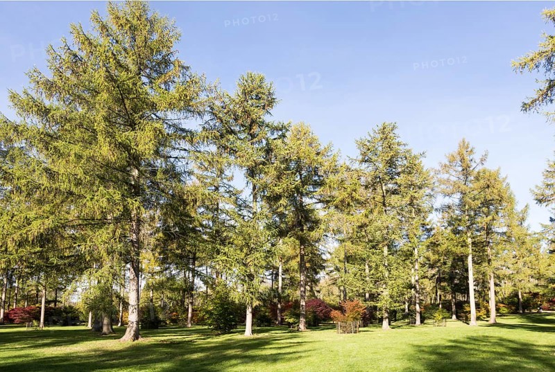 Japanese larch trees, Larix kaempferi, National arboretum, Westonbirt arboretum, Gloucestershire, England, UK