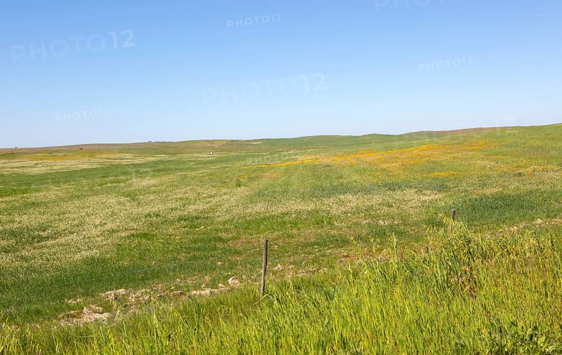 Undulating rolling grassland rural countryside area with wildflowers blue sky copy space, near Castro Verde, Baixo Alentejo, Portugal, Southern Europe, Europe