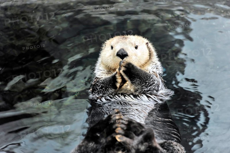 Sea otter, Kalan or sea otter (Enhydra lutris), in the Oceanario, Parque das Nacoes, Nacoes, Park of Nations, Lisbon, Portugal, Europe