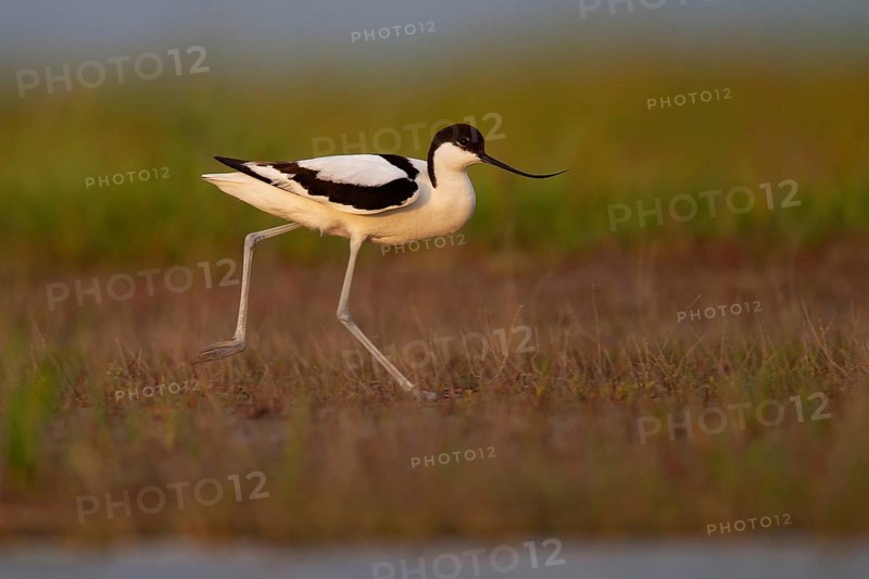 Black-capped avocet (Recurvirostra avosetta), Danube Delta Biosphere Reserve, Romania, Europe
