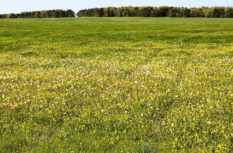 Spring wildflowers in blossom on chalk grassland on Salisbury Plain, near Larkhill, Wiltshire, England, UK