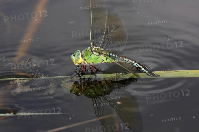Female damselfly (Anax imperator) laying eggs, spawning, spawning, water, blade of grass, Weilbach gravel pits, Weilbach, Floersheim, Taunus, Hesse, Germany, Europe