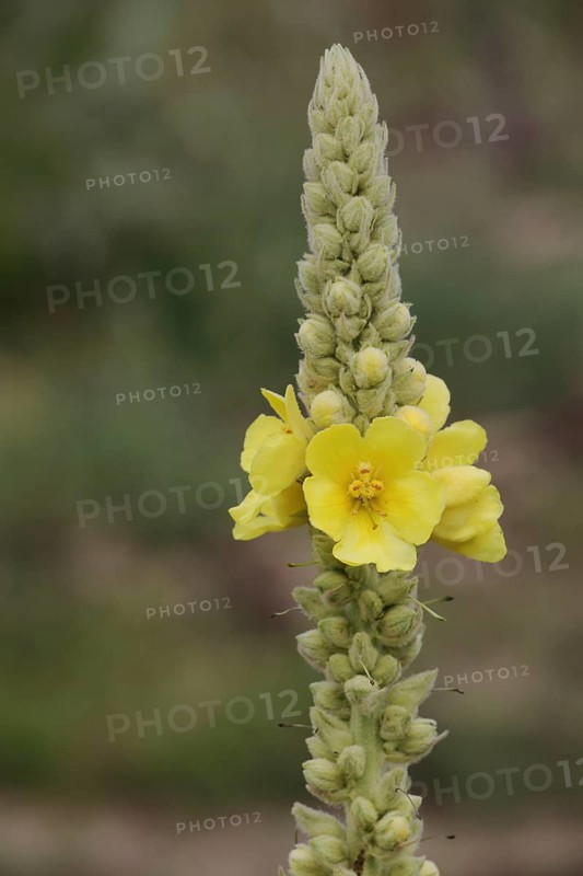 Dense-flowered mullein (Verbascum densiflorum), flower, buds, stem, Mainz sand, Mombach, Mainz, Rhine-Hesse region, Rhineland-Palatinate, Germany, Europe