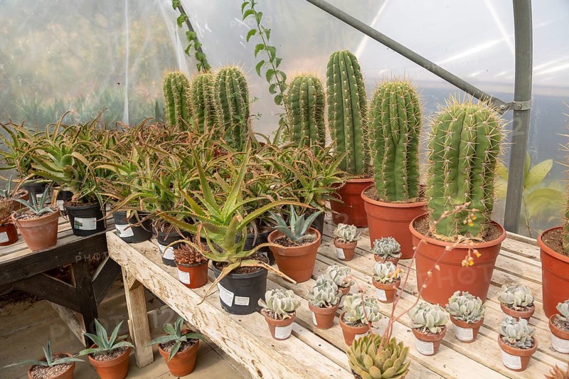Urban Jungle Plant Nursery and Cafe, Beccles, Suffolk, England, UK, cacti in arid zone polytunnel