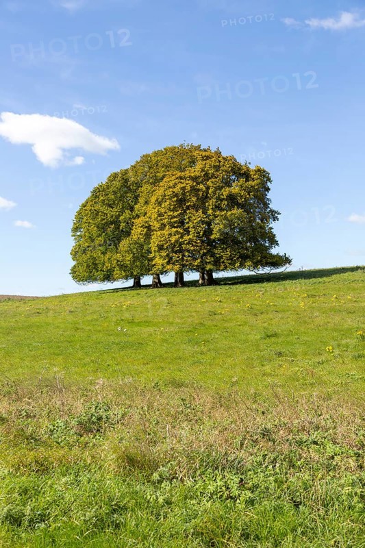 Landscape with copse of common beech trees blue sky on grassy green slope, Salisbury Plain, Wiltshire, England, UK