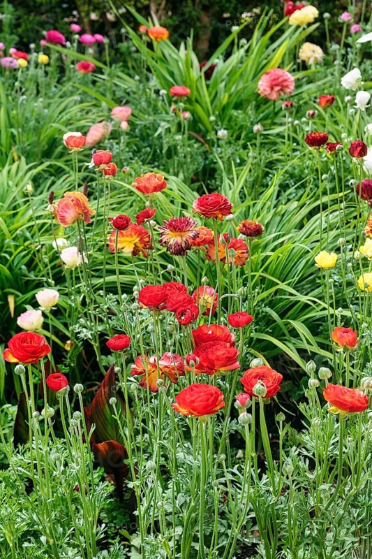 Splendour of flowers in spring, gardens, Generalife Gardens, Alhambra, Granada, Spain, Europe