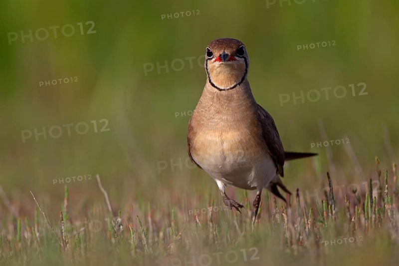 Collared pratincole (Glareola pratincola), Danube Delta Biosphere Reserve, Romania, Europe