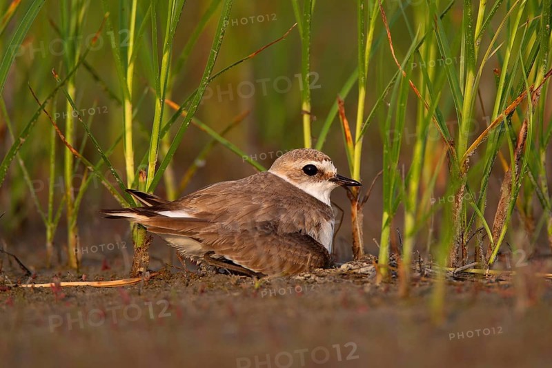Kentish plover (Charadrius alexandrinus) Female breeding on the ground at the water's edge, Danube Delta Biosphere Reserve, Romania, Europe