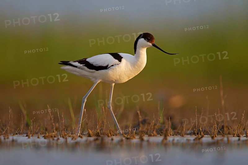 Black-capped avocet (Recurvirostra avosetta), Danube Delta Biosphere Reserve, Romania, Europe