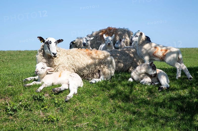 Sheep and lambs on chalk downland near Pewsey, Wiltshire, England, Uk