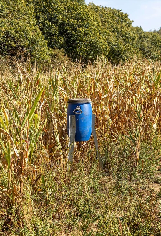 Blue bird feeder bin in sweet corn patch of field for feeding game birds such as pheasants, Freston, Suffolk, England, UK