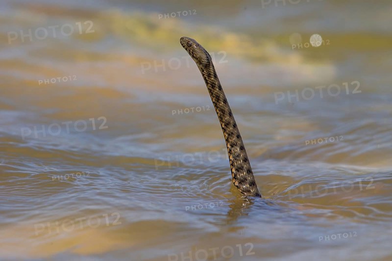 Dice snake (Natrix tessellata), Danube Delta Biosphere Reserve, Romania, Europe