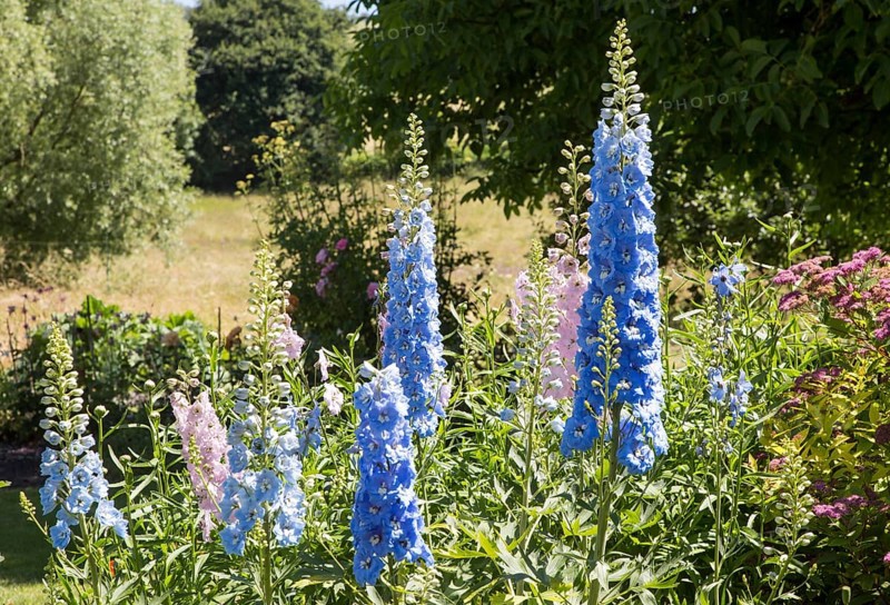 Blue and pink delphiniums flowers in country garden, Cherhill, Wiltshire, England, UK