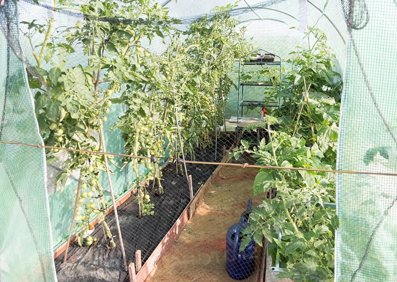 Tomato plants growing in plastic greenhouse tent, Shottisham, Suffolk, England, UK