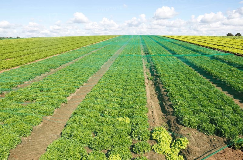 Rows of lettuce crop growing in field, near Butley, Suffolk, England, UK
