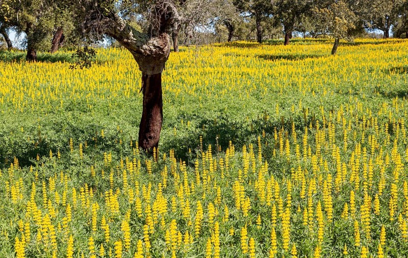 Yellow flowers of lupin plants, Lupine Albus in a field with cork oak trees, Quercus suber, near Viana do Alentejo, Portugal, Southern Europe, Europe