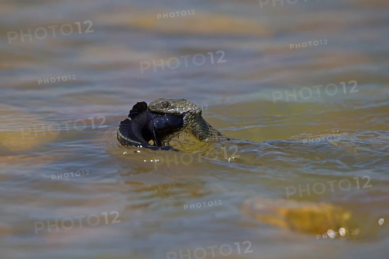 Dice snake (Natrix tessellata) on its way to the shore with preyed round goby (Neogobius melanostomus), Danube Delta Biosphere Reserve, Romania, Europe