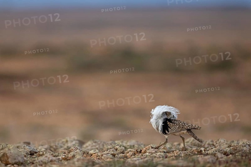 Saharan Houbara Bustard (Chlamydotis undulata fuertaventurae), mating male, Fuerteventura, Spain, Europe