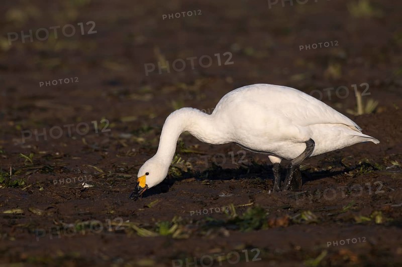 Tundra Swan, Texel, Netherlands