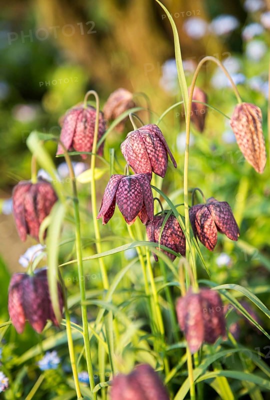 Snake's head fritillary, Fritillaria meleagris, close up of flowers, UK