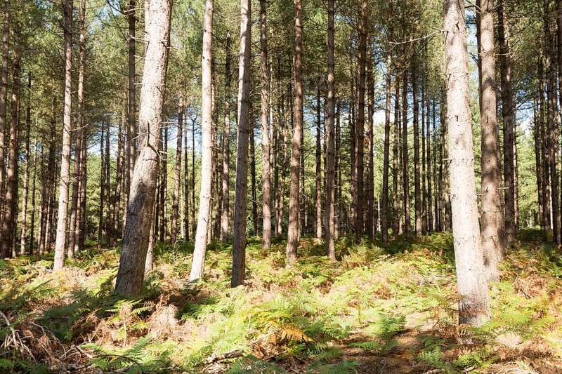 Rows of coniferous pine trees in forestry plantation, Rendlesham Forest, Suffolk, England, UK