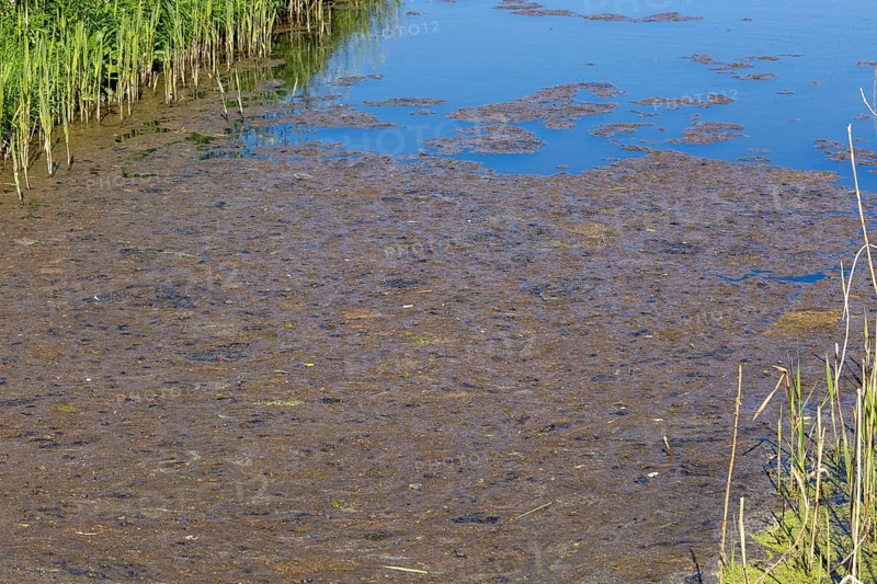 Surface pond weed decaying caused by eutrophication of water in drainage ditch, Hollesley, Suffolk, England, UK