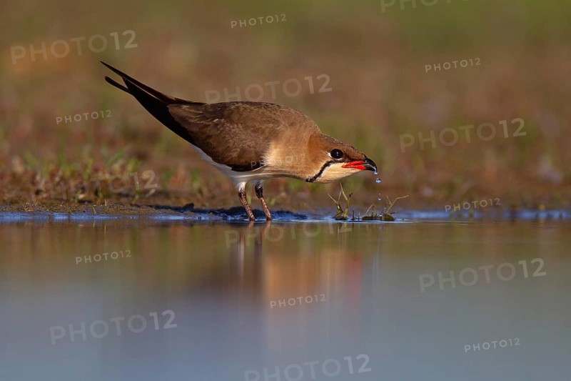 Collared pratincole (Glareola pratincola) drinking water, Danube Delta Biosphere Reserve, Romania, Europe