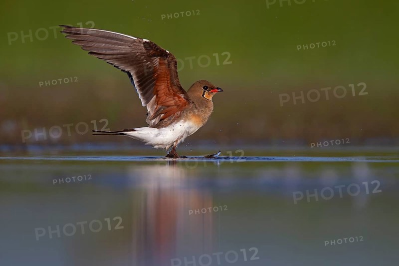 Collared pratincole (Glareola pratincola) in front of departure, Danube Delta Biosphere Reserve, Romania, Europe