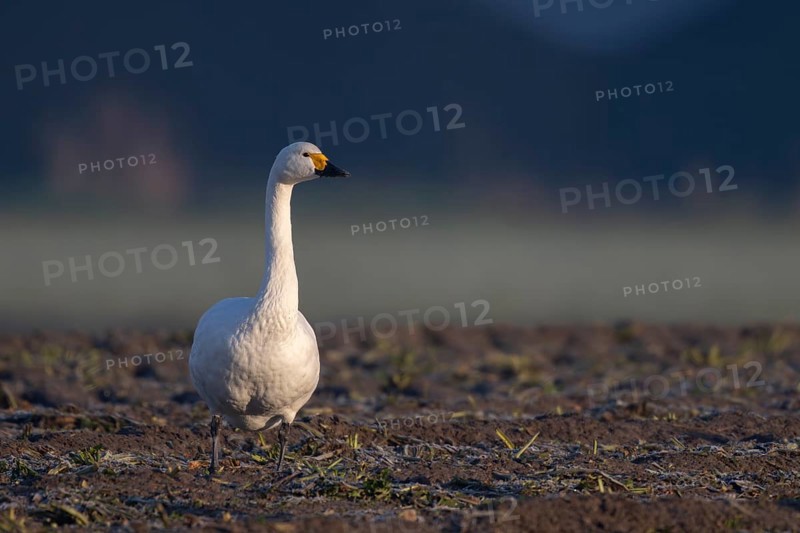 Tundra Swan, Texel, Netherlands
