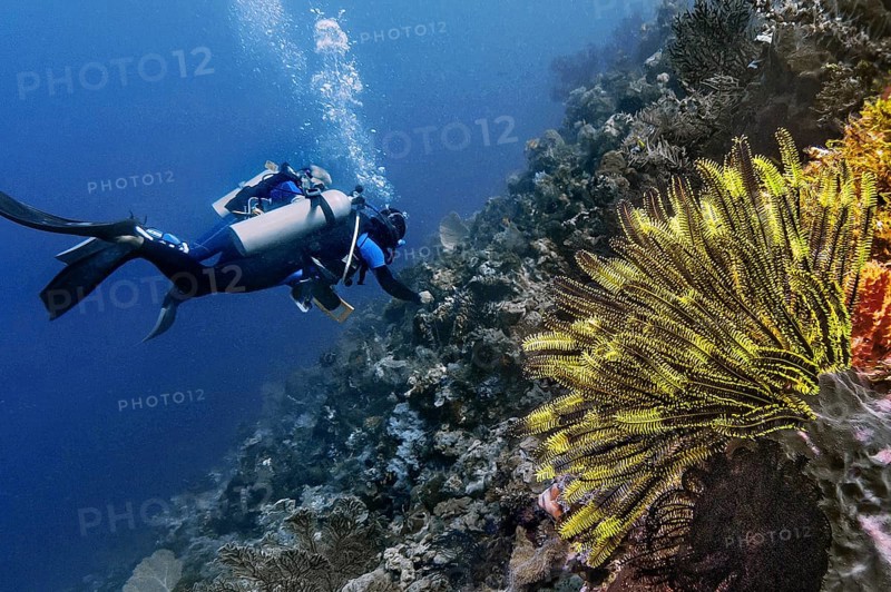 Noble bush starfish Comanthina nobilis), and two divers, Wakatobi Dive Resort, Sulawesi, Indonesia, Asia