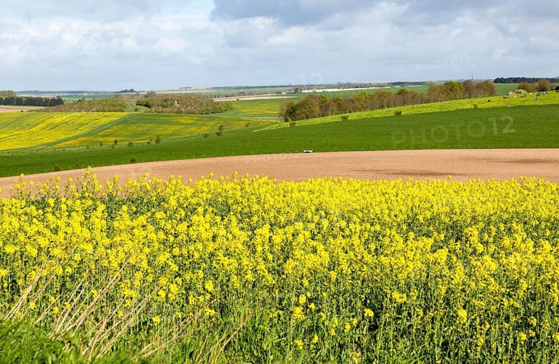 Yellow flowering oil seed rape crop growing on Salisbury Plain, near Orcheston, Wiltshire, England, UK