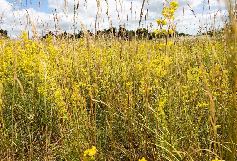 Lady's bedstraw, Galium verum, yellow flowers in summer growing at Sutton, Suffolk, England, UK