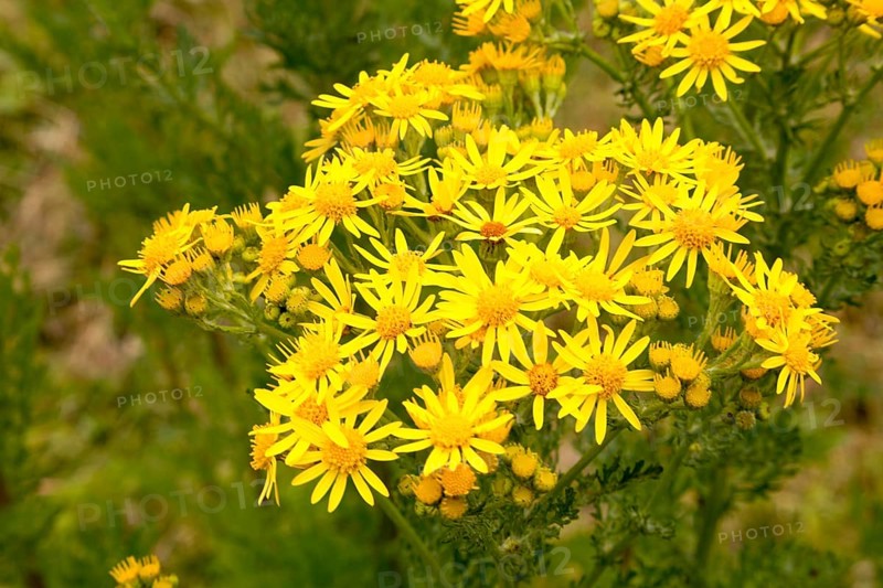 Yellow Common Ragwort flowers, Senecio jacobaea L., growing in Suffolk Sandlings, near Shottisham, Suffolk, England, UK